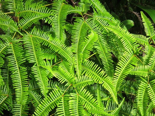 Il vaut mieux une région recouverte de fougères que de vigne marronne