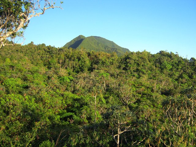 Une idée de la végétation dominée par le Morne du Bras des Lianes