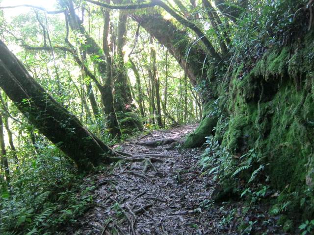 Une idée du sentier dans la zone la plus à l'Est