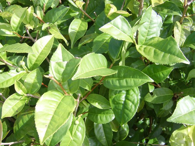 Les feuilles de thé qui n'est plus cultivé intensivement à la Réunion