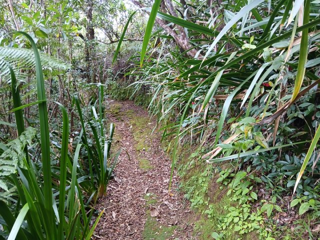 Le sentier est large dans les pailles sabres