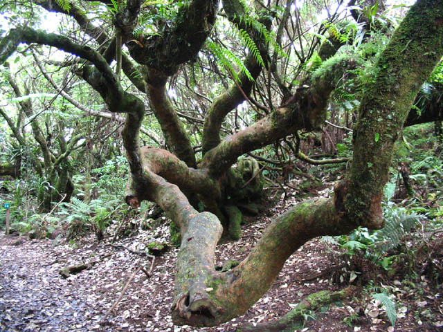 Beaux spécimens d'arbres tortueux