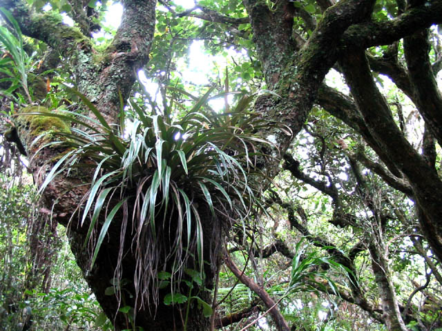 Epiphytes des forêts humides