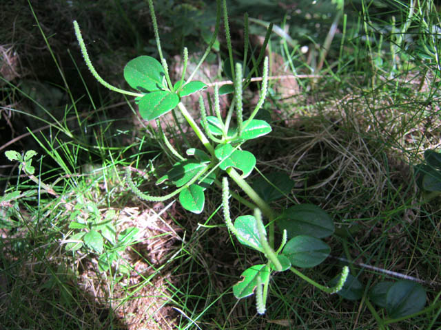 Pourpier marron (perperomia sp.)