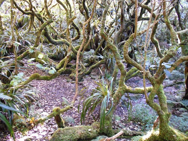 Agréable sous-bois tortueux