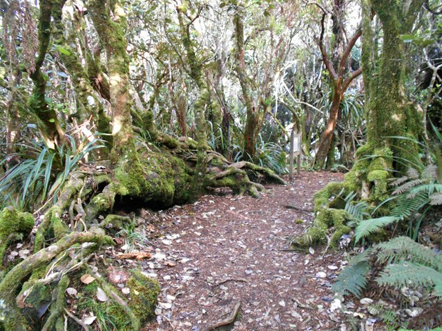 Impressionnantes racines qui bordent le large sentier