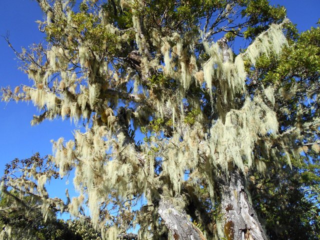 Des barbes de Jupiter indiquent que la région est humide