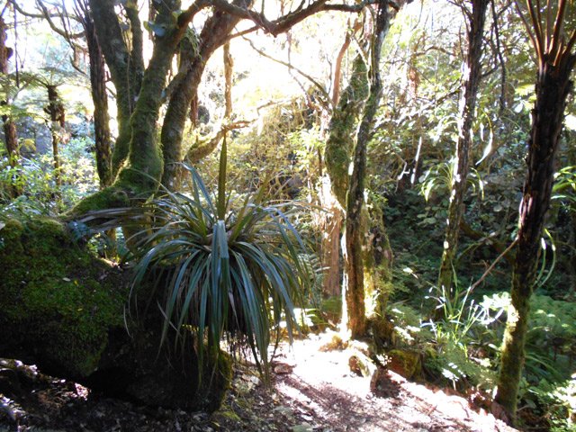 Un ananas marron pousse à même le tronc d'un arbre