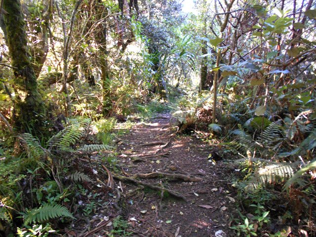 Quelques racines gênent peu la progression