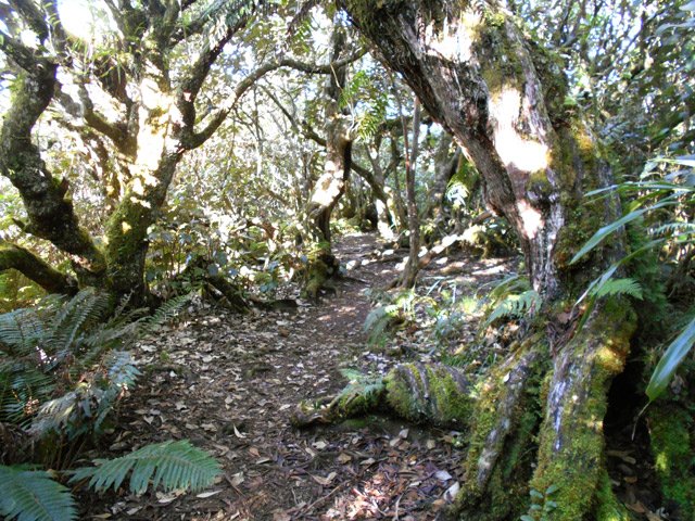 Très agréable sous-bois, calme et rafraîchissant