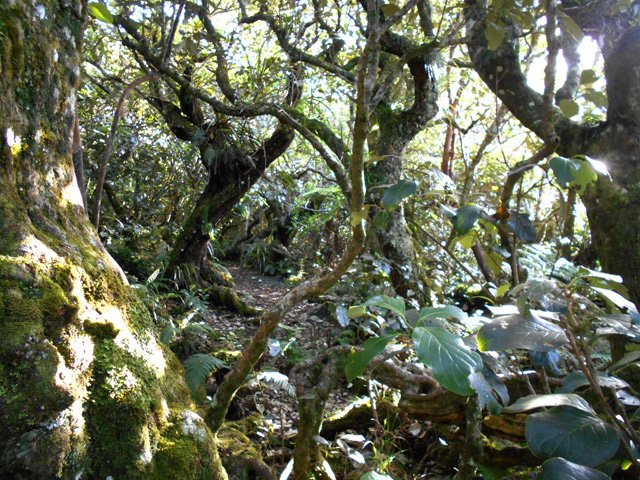 Jeune mapous dans les bois de couleurs