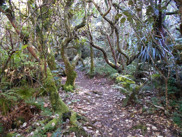 Quelques petites clairières reçoivent plus de lumière