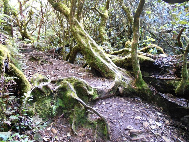 Nouvelles racines qui traversent le passage