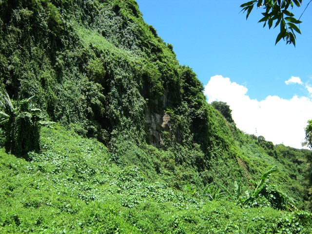 Les rochers sont totalement envahis de lianes