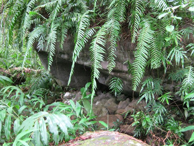 Mini grotte recouverte de fougères