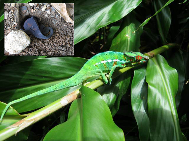 La femelle creuse pour pondre alors que le mâle se repose en guettant l'insecte