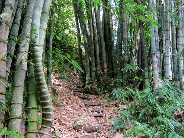 On passe auprès de grosses touffes de bambous énormes