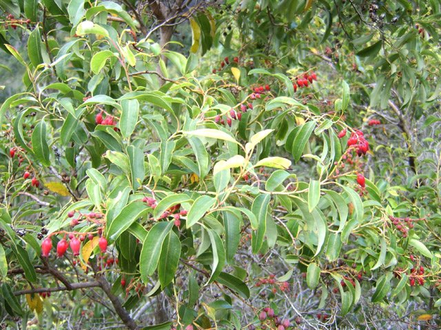 Le petits bois de rempart sur le chemin de l'Îlet Commandeur