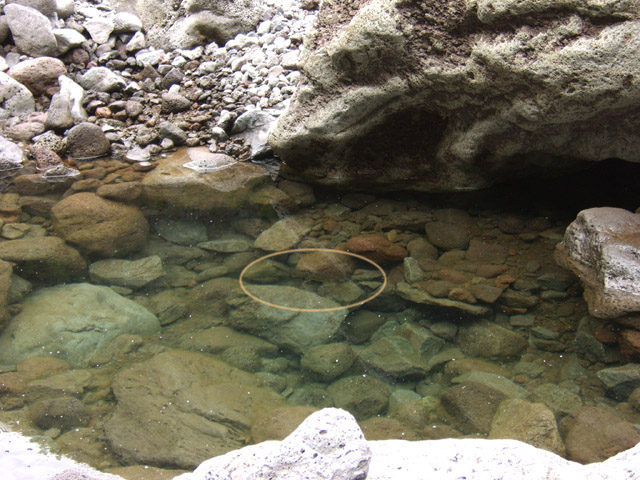 Une truite prise au piège mais peu inquiète