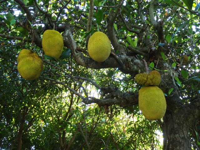 Un peu partout poussent de grands jacquiers