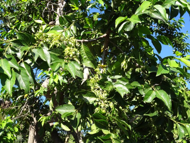 L'ylang ylang de la Rue Corre