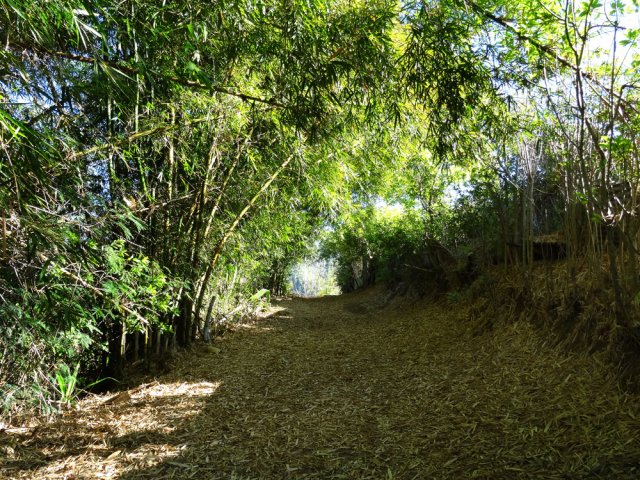 Les bambous en fin de piste vers Grand Fond Extérieur