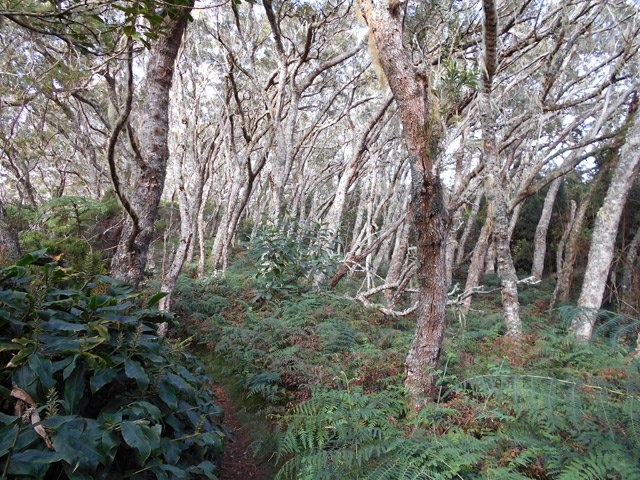 A l'approche du gîte, les tamarins se multiplient