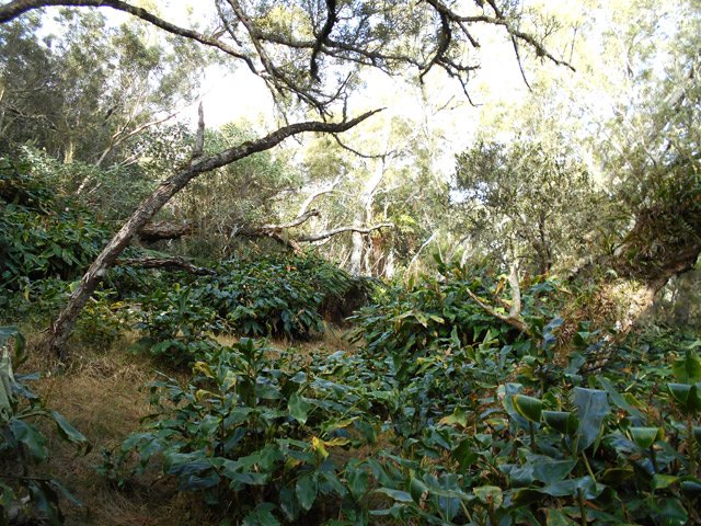 Les clairières déboisées se couvrent de longoses