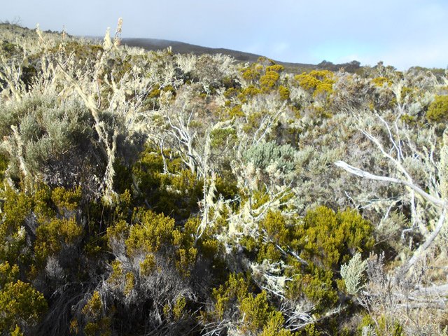 La végétation touffue d'arbres morts recouverts de barbe de Jupiter