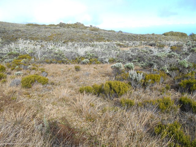 Une idée de la végétation de la planèze