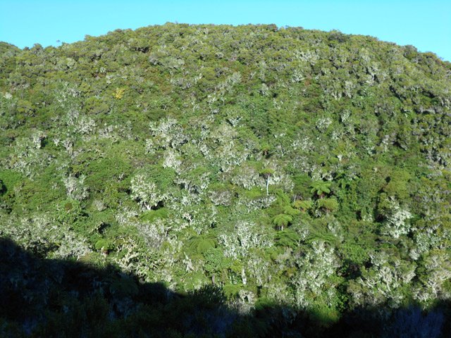 Quelques trouées donnent une bonne idée de la forêt de bois de couleurs