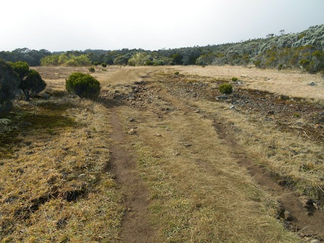 Quelques prairies sans végétation où les cerfs viennent brouter
