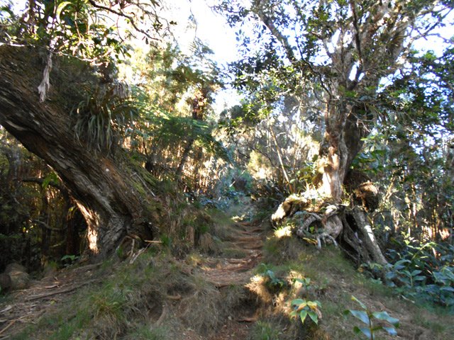 De beaux spécimens d'arbres méritent une minute de halte