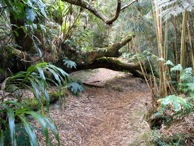 On contourne depuis longtemps ce vénérable tronc couché