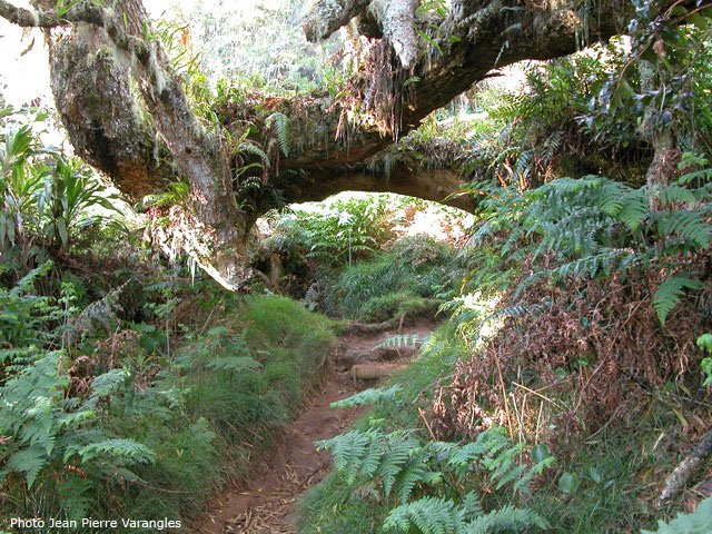 Très beaux ponts naturels de tamarins des hauts