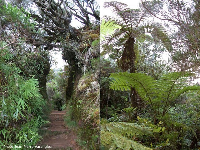 Un passage étroit et une idée de la végétation
