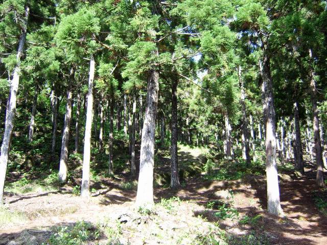 Début du sentier à Mamode Camp sous les cyptomerias