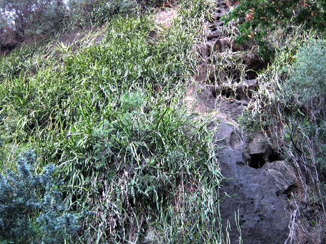 Des "forêts" de cactus lianes pendent des falaises