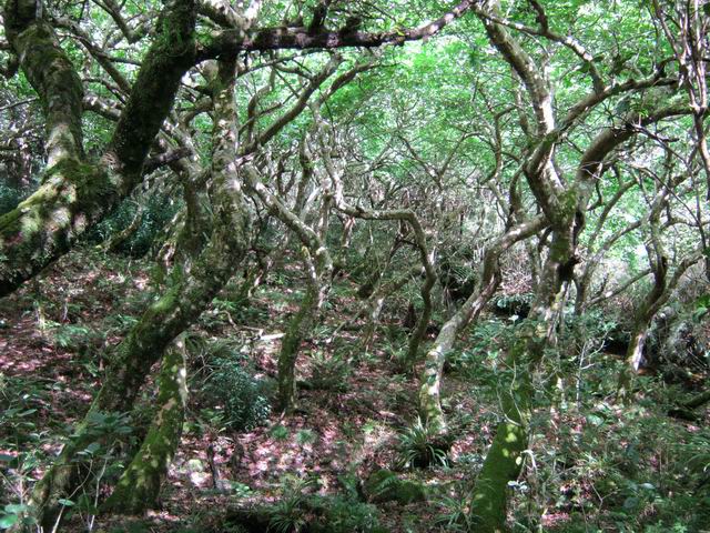 Peu habituelle vue d'un sous-bois de platanes cherchant la lumière