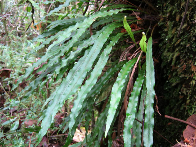 Une fougère cousine des langues de boeuf