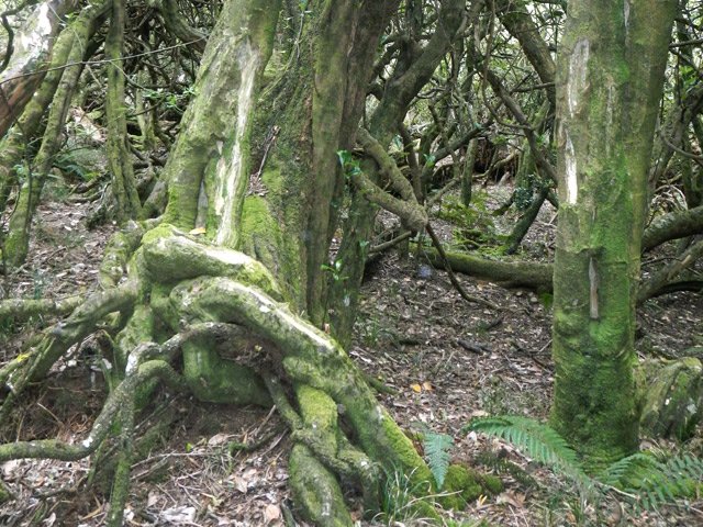 D'autres troncs tortueux dans la montée vers le gîte