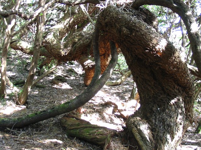 Le tamarin peut plier mais ne meurt que rarement