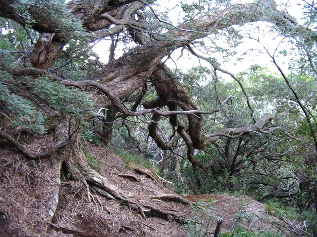 Même après les cyclones, la forêt de tamarins est une des plus belles de l'île