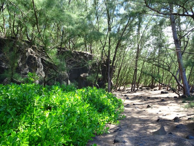 La balade en sous-bois est agréable à l'ombre des filaos