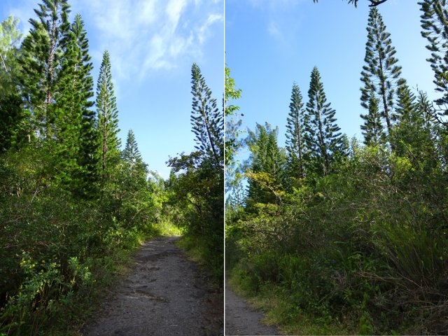Poursuivre au moins jusqu'au bois d'araucarias
