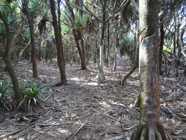 On marche parfois sur des tapis de feuilles de vacoas