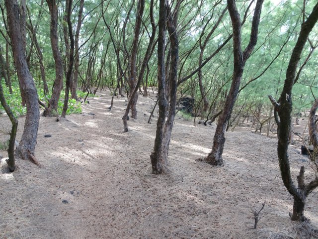 Ce sont surtout les aiguilles de filaos qui servent de tapis