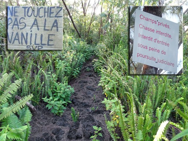 L'entrée du sentier dans la plantation de vanille