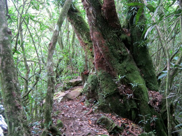 Le sentier vers le Bassin Tunnel est également bordé de beaux bois de rempart