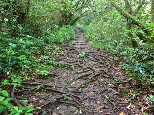 Le sentier du Bassin Bœuf est couvert de racines